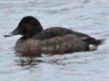 Ferruginous Duck x Common Pochard hybrid